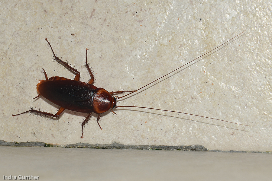 Malediven Lhaviyani Atoll, Kuredu / Amerikanische-Großschabe (Periplaneta americana)