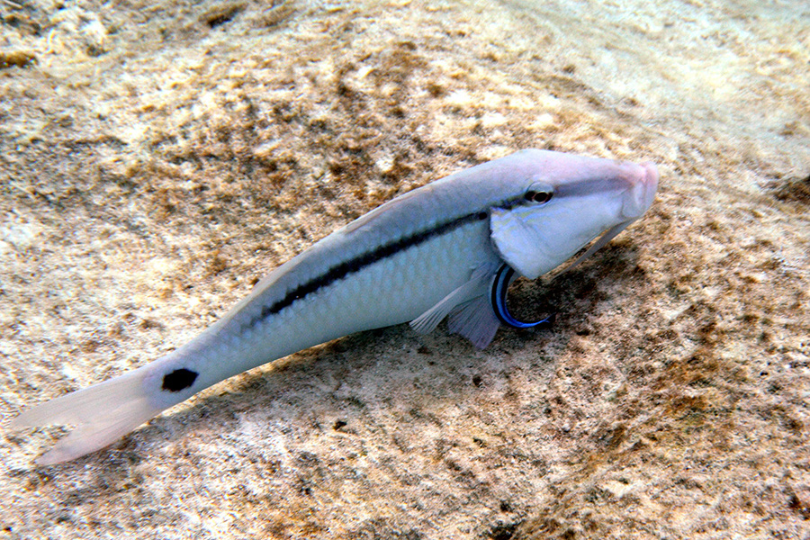 185-Strichpunkt-Barbe-(Parupeneus%20barberinus)-06-01-90