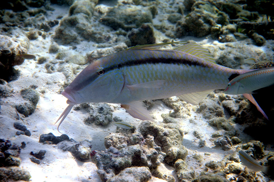 186-Strichpunkt-Barbe-(Parupeneus%20barberinus)-09-01-90