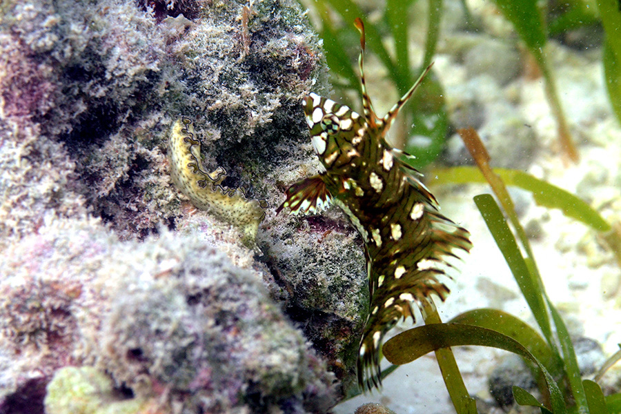 748-Nacktschnecke-(Glossodoris%20cincta)-DSC_9049-b-01-90