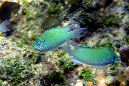 304-Chromis-viridis-01-03-90