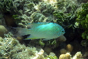 305-Chromis-viridis-02-b-01-90