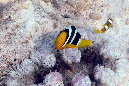 311-Clarks%20Anemonenfisch-(Amphiprion%20clarkii)-b-04-01-90