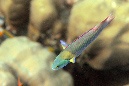 336-Zweiton-Lippfisch-(Thalassoma%20amblycephalum)-b-01-01-90