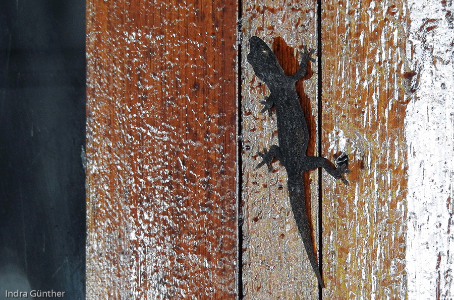 Gecko auf Dhiggiri Malediven, 2015